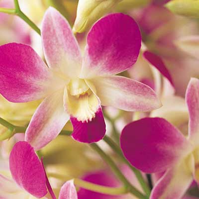 kauai orchid